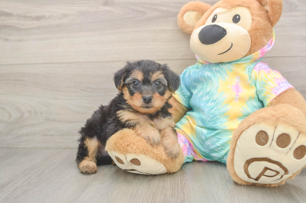 5 week old Yorkie Poo Puppy For Sale - Lone Star Pups