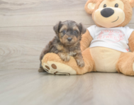 7 week old Yorkie Poo Puppy For Sale - Lone Star Pups