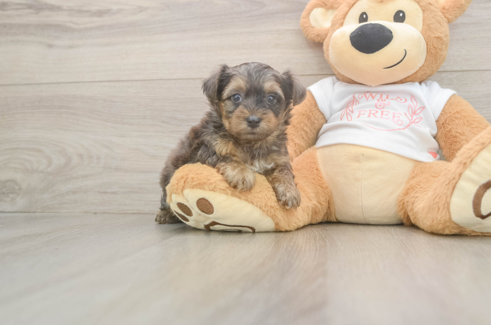 6 week old Yorkie Poo Puppy For Sale - Lone Star Pups