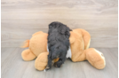 Popular Yorkie Poo Poodle Mix Pup