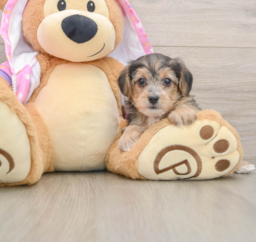 7 week old Yorkie Poo Puppy For Sale - Lone Star Pups