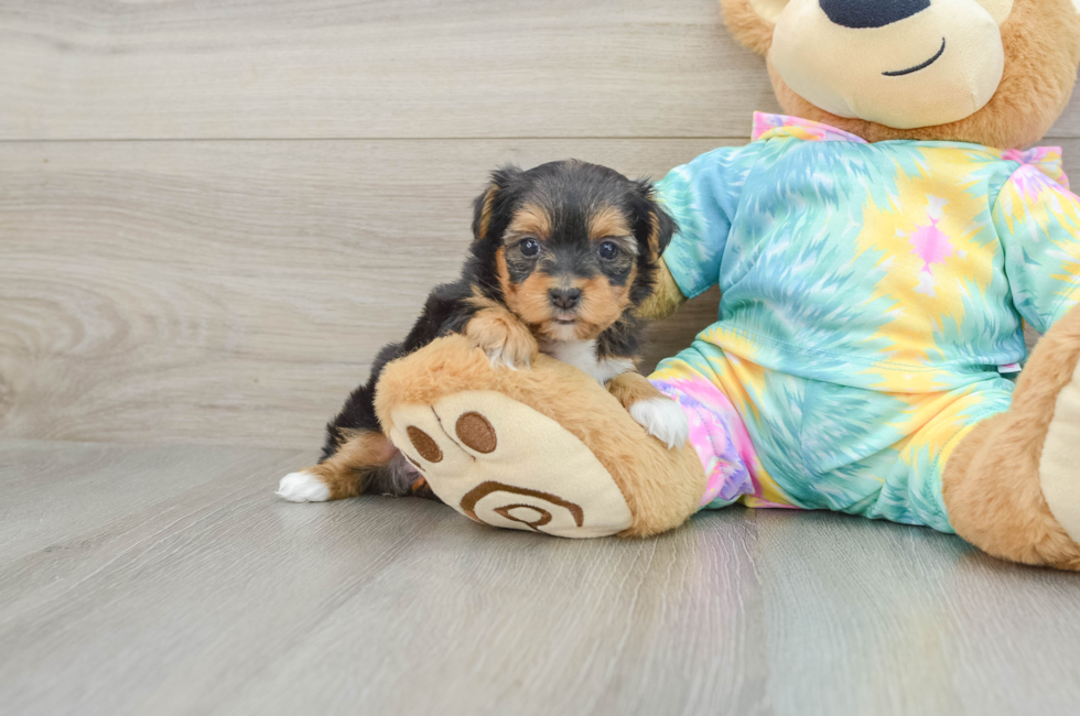 5 week old Yorkie Poo Puppy For Sale - Lone Star Pups