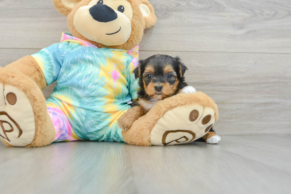 Yorkie Poo Pup Being Cute