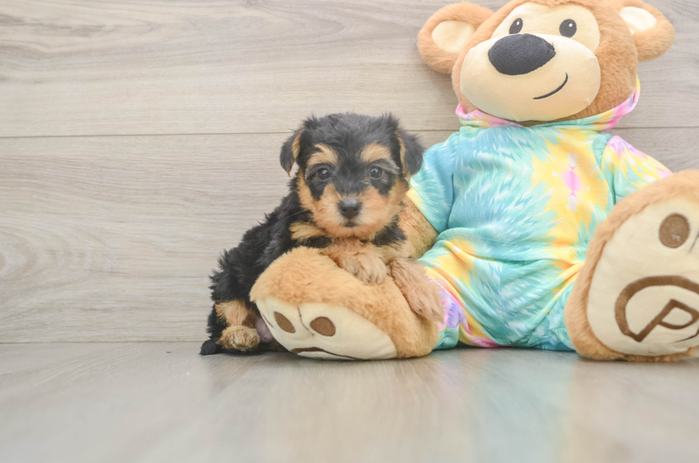 5 week old Yorkie Poo Puppy For Sale - Lone Star Pups