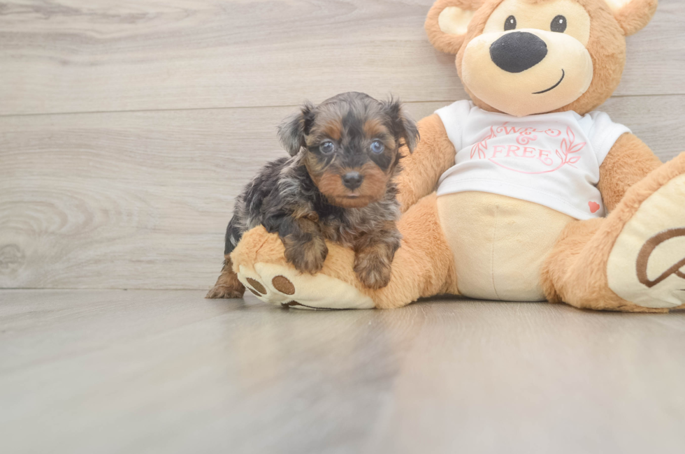 6 week old Yorkie Poo Puppy For Sale - Lone Star Pups