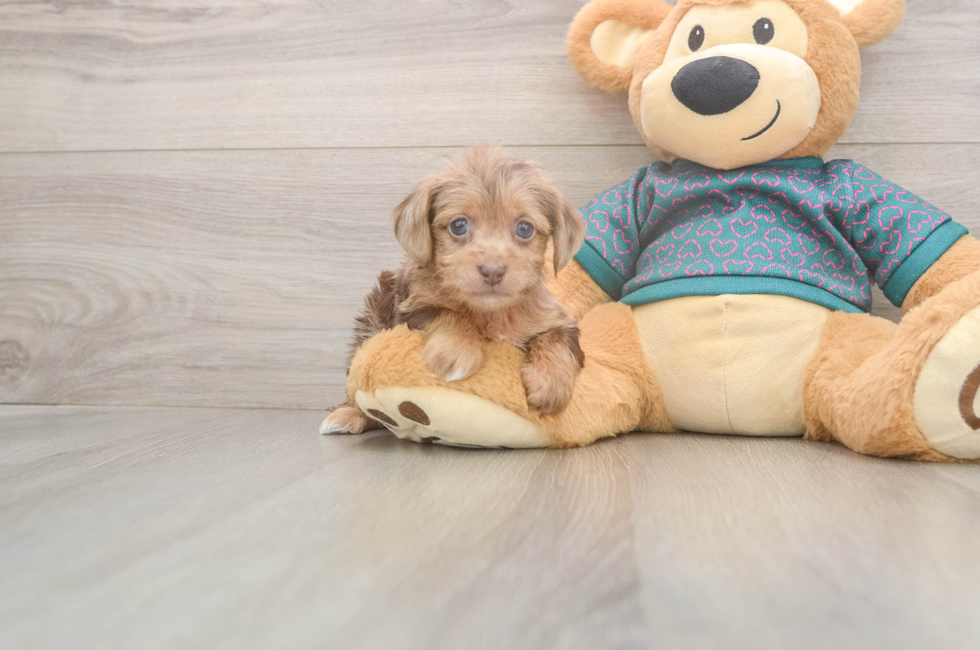 5 week old Yorkie Poo Puppy For Sale - Lone Star Pups