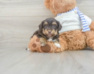 8 week old Yorkie Poo Puppy For Sale - Lone Star Pups