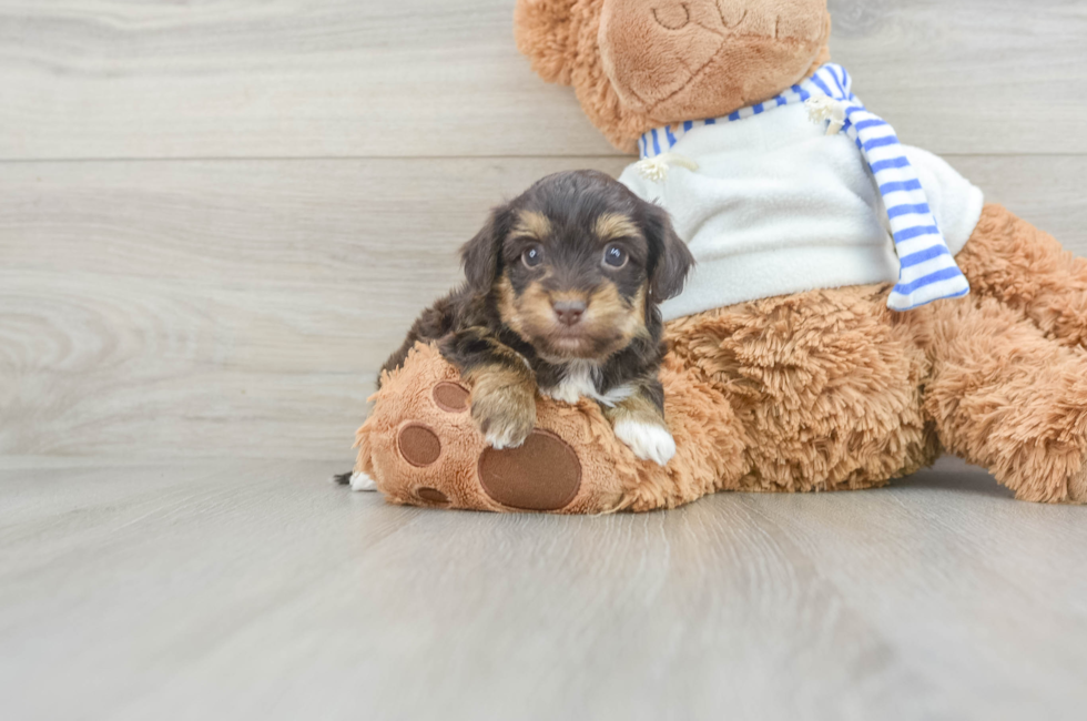 6 week old Yorkie Poo Puppy For Sale - Lone Star Pups