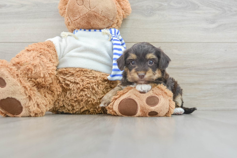 Yorkie Poo Puppy for Adoption