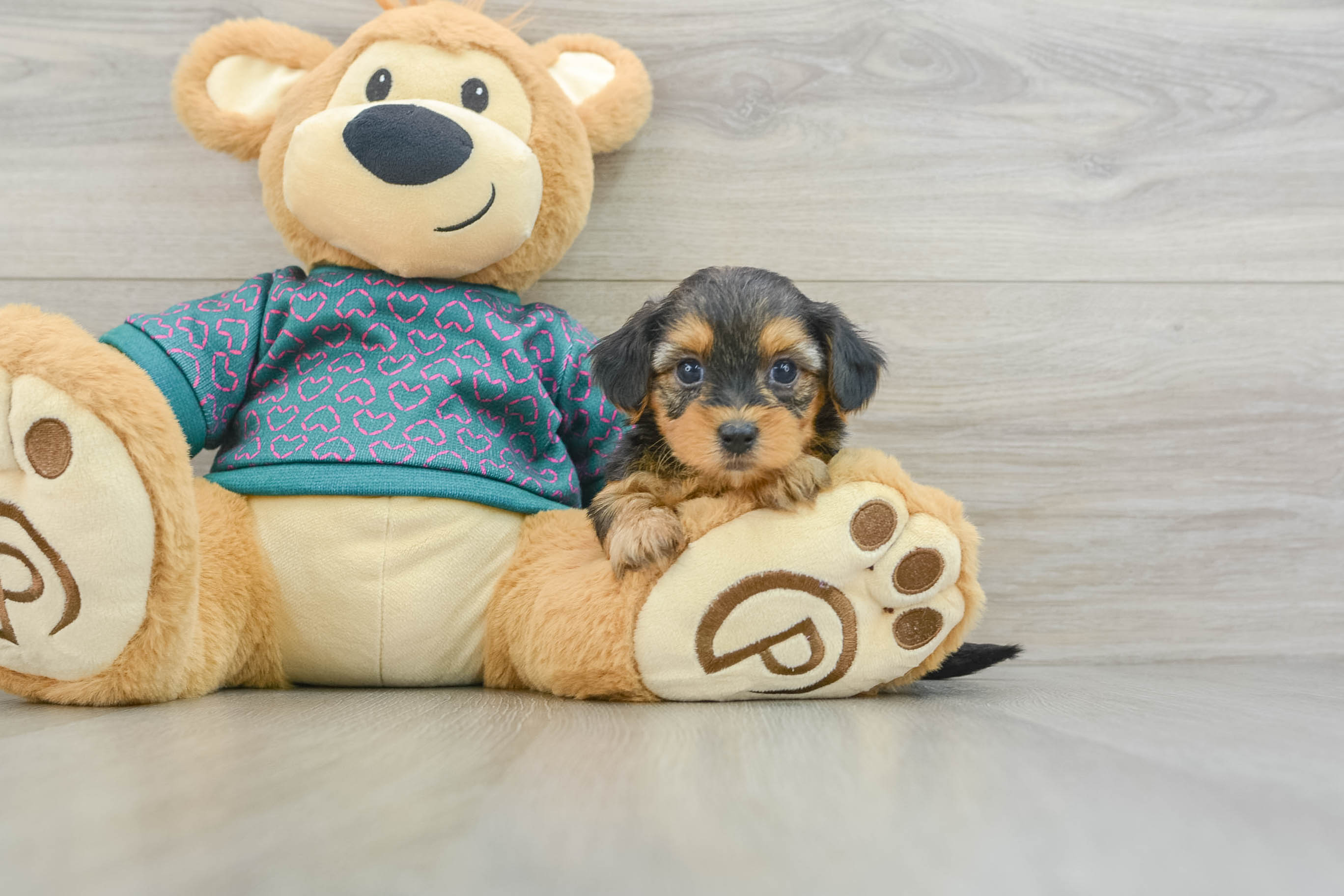 Yorkie Poo Pup Being Cute