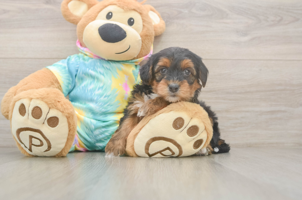 5 week old Yorkie Poo Puppy For Sale - Lone Star Pups