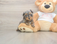 7 week old Yorkie Poo Puppy For Sale - Lone Star Pups