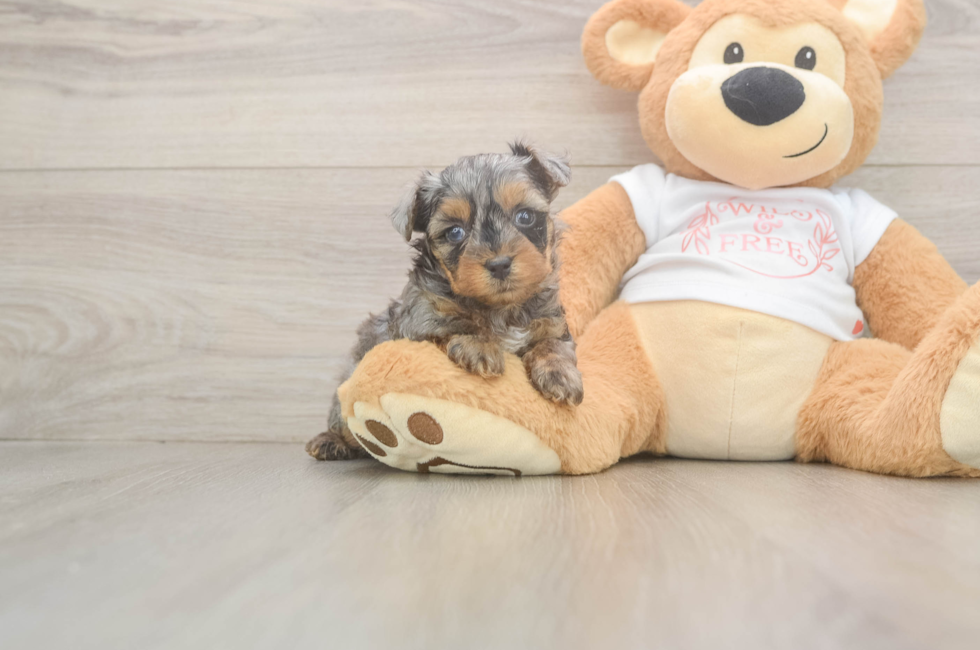6 week old Yorkie Poo Puppy For Sale - Lone Star Pups