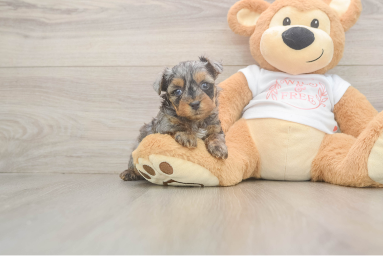 Meet Bronze - our Yorkie Poo Puppy Photo  1/3 - Lone Star Pups Fluffy Yorkie Poo Poodle Mix Pup