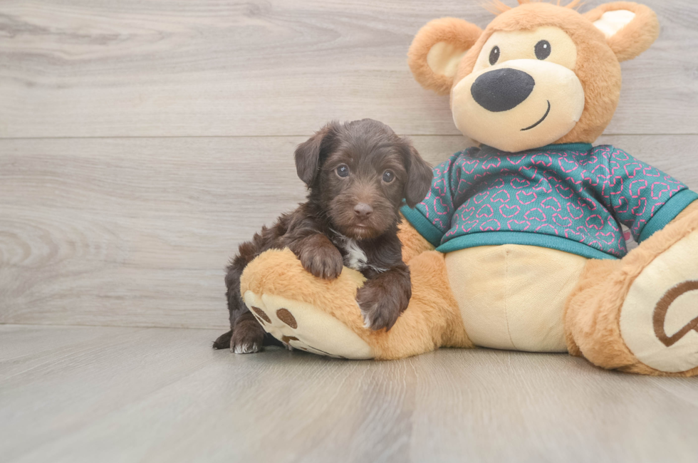 5 week old Yorkie Poo Puppy For Sale - Lone Star Pups