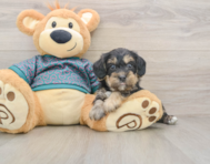 8 week old Yorkie Poo Puppy For Sale - Lone Star Pups