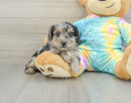 9 week old Yorkie Poo Puppy For Sale - Lone Star Pups