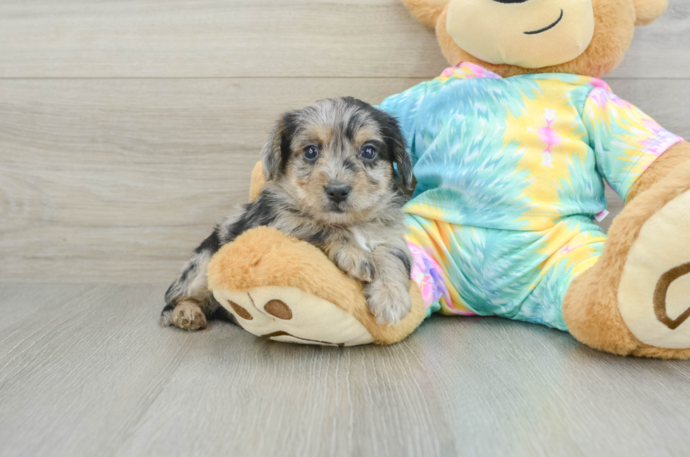 9 week old Yorkie Poo Puppy For Sale - Lone Star Pups