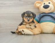 6 week old Yorkie Poo Puppy For Sale - Lone Star Pups