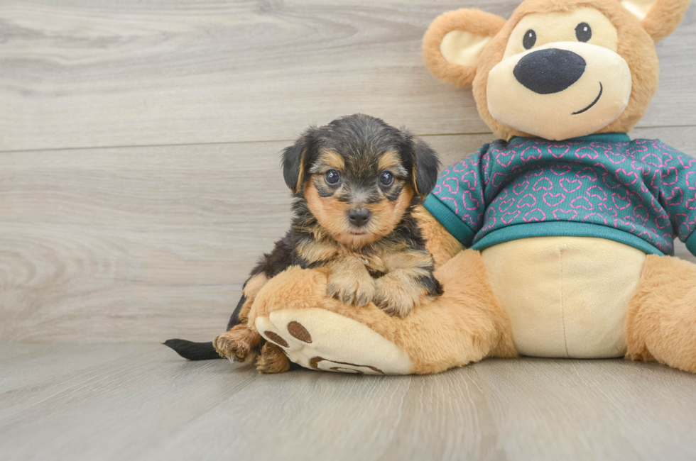5 week old Yorkie Poo Puppy For Sale - Lone Star Pups