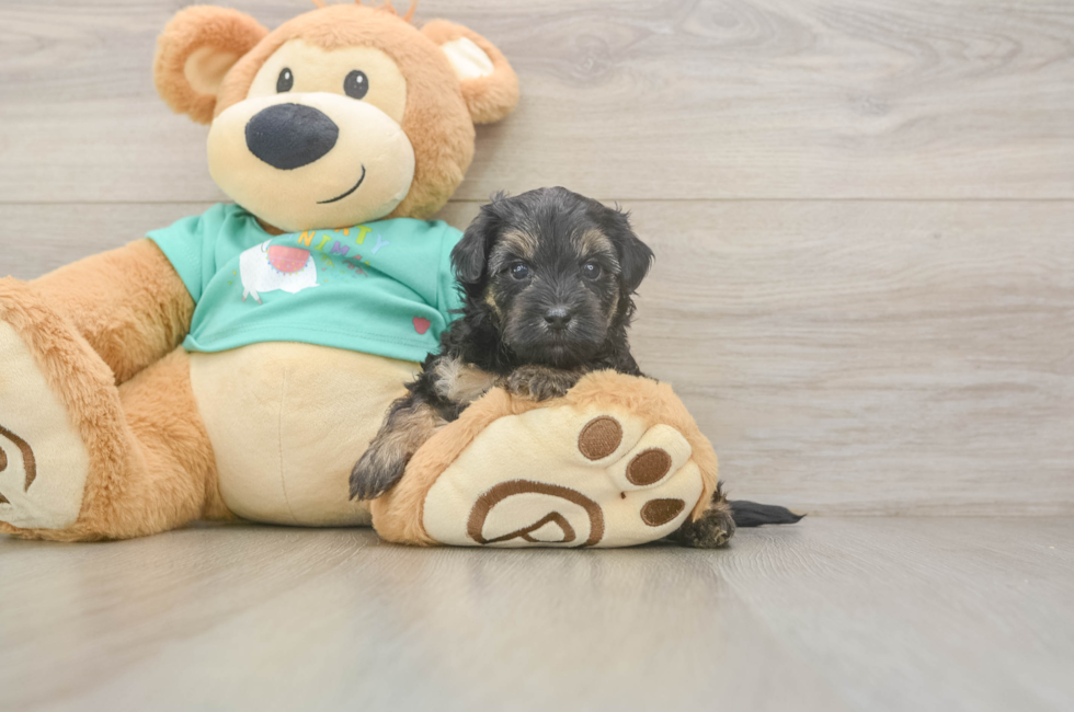 5 week old Yorkie Poo Puppy For Sale - Lone Star Pups