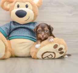 7 week old Yorkie Poo Puppy For Sale - Lone Star Pups