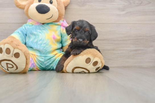 Best Yorkie Poo Baby