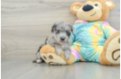 Yorkie Poo Puppy for Adoption