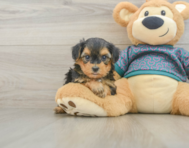 6 week old Yorkie Poo Puppy For Sale - Lone Star Pups
