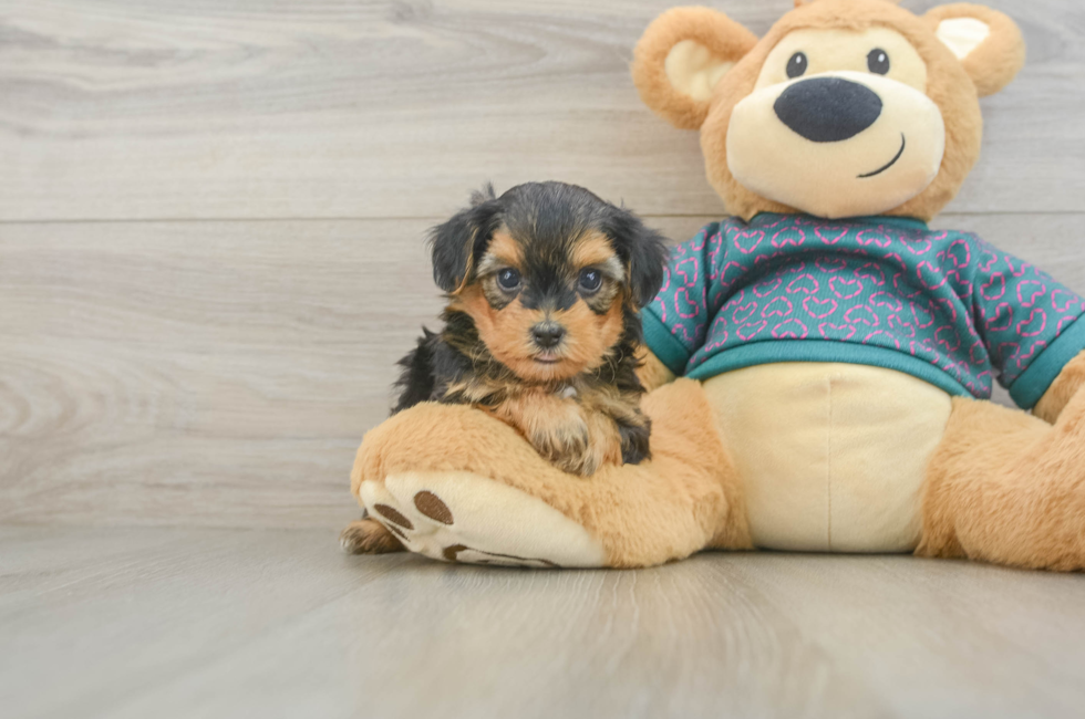 5 week old Yorkie Poo Puppy For Sale - Lone Star Pups