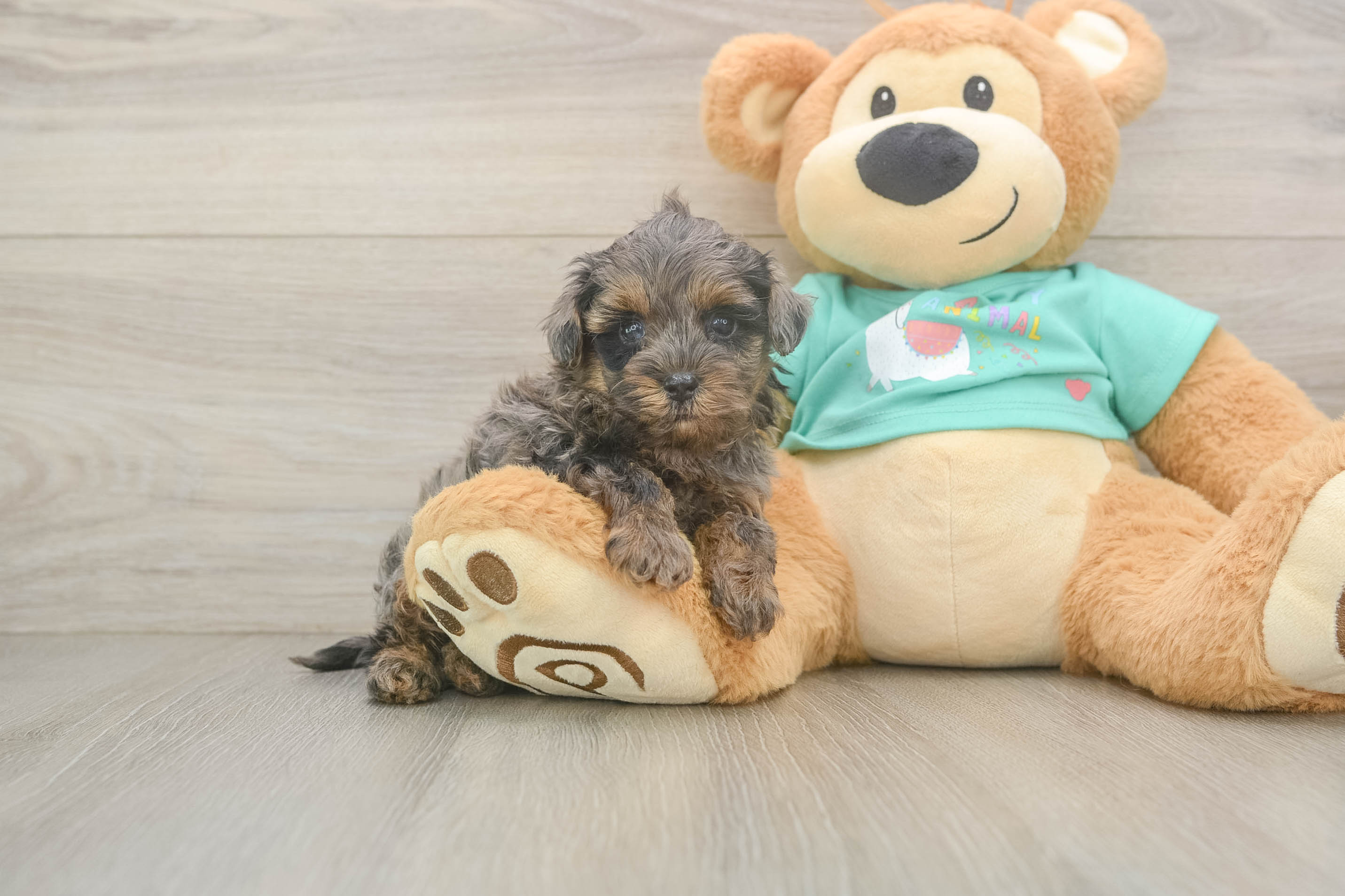 Best Yorkie Poo Baby