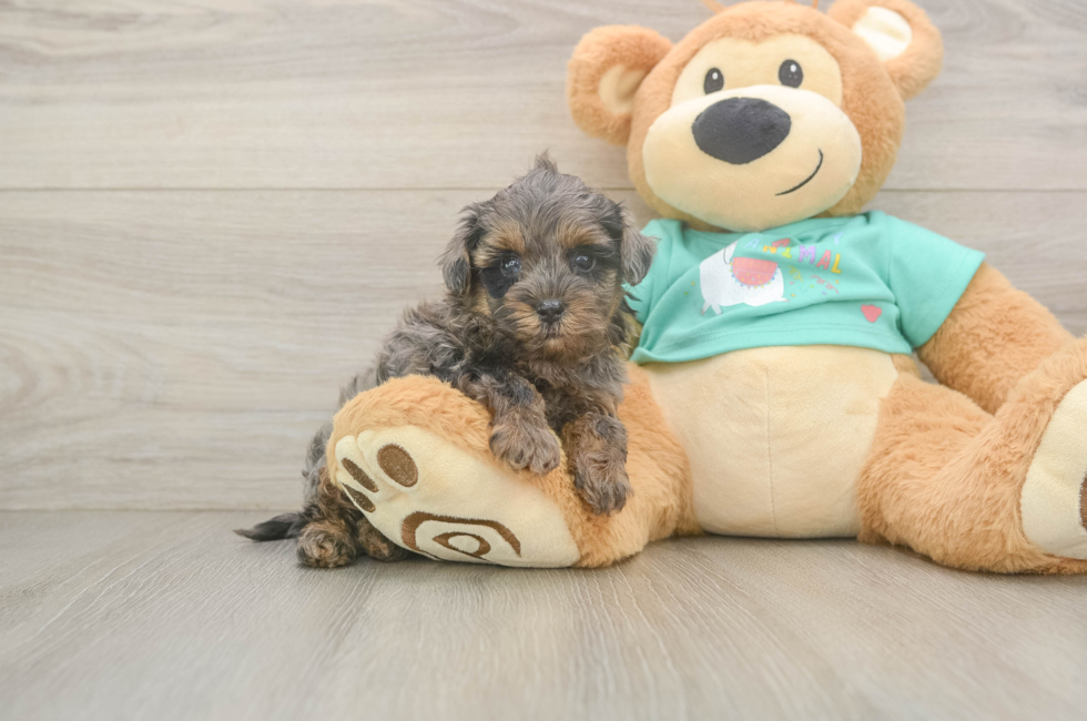 5 week old Yorkie Poo Puppy For Sale - Lone Star Pups