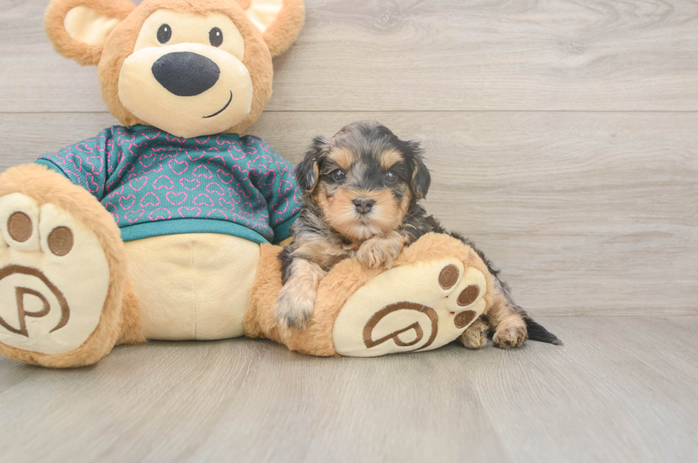 5 week old Yorkie Poo Puppy For Sale - Lone Star Pups