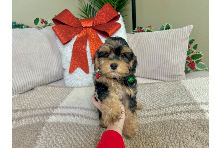 Cute Yorkie Poo Baby