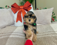 12 week old Yorkie Poo Puppy For Sale - Lone Star Pups