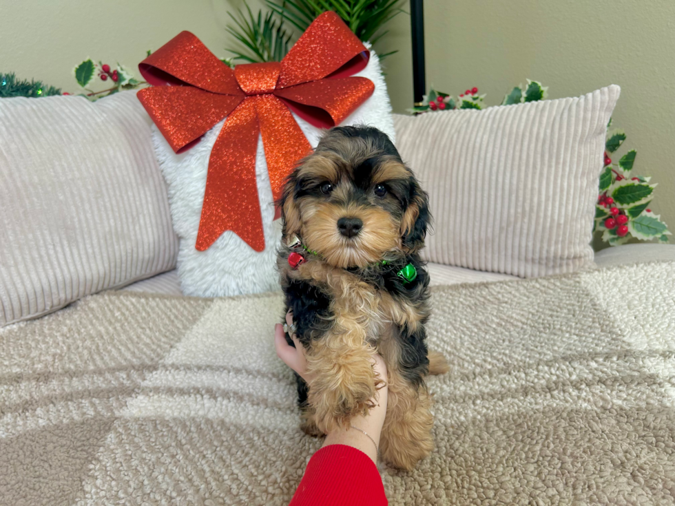 Cute Yorkie Poo Baby