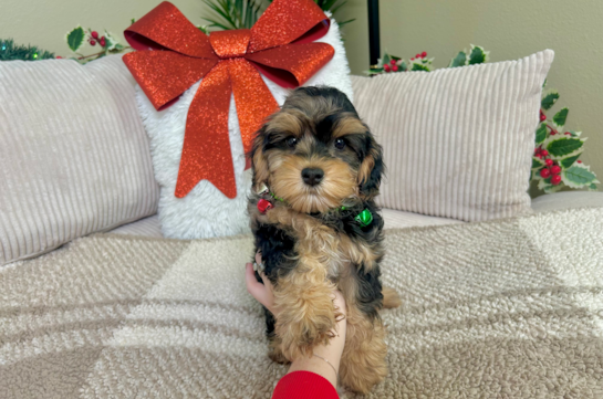 Cute Yorkie Poo Baby