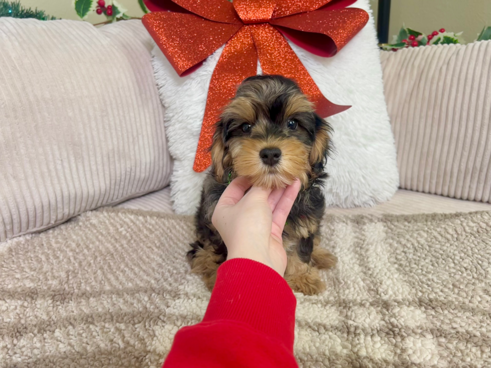 Yorkie Poo Pup Being Cute