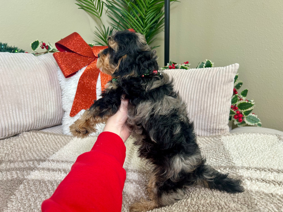 Cute Yorkie Poo Baby