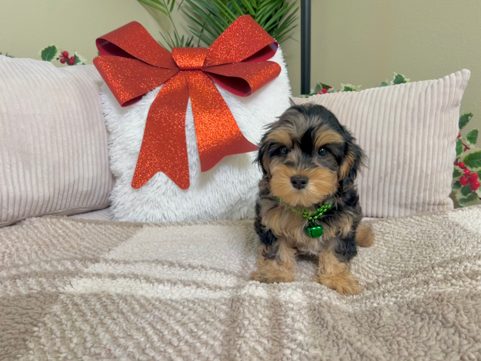 Yorkie Poo Pup Being Cute