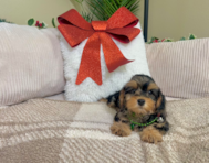 11 week old Yorkie Poo Puppy For Sale - Lone Star Pups