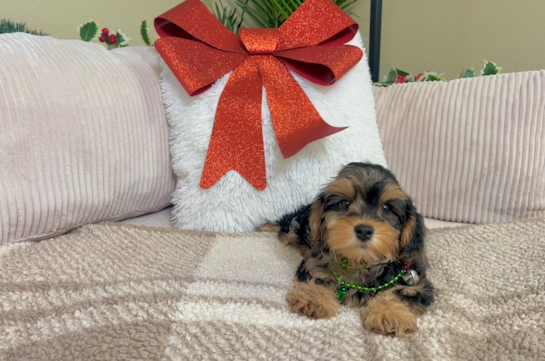Best Yorkie Poo Baby