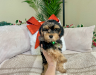 10 week old Yorkie Poo Puppy For Sale - Lone Star Pups