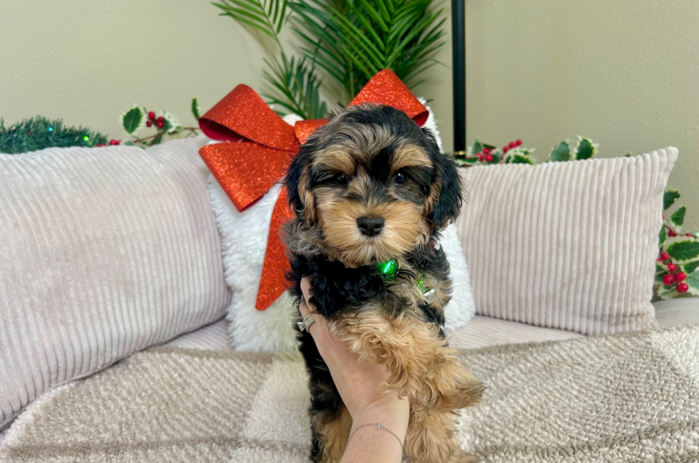 10 week old Yorkie Poo Puppy For Sale - Lone Star Pups
