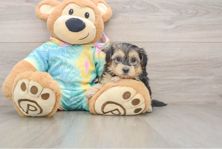 Adorable Yorkiedoodle Poodle Mix Puppy