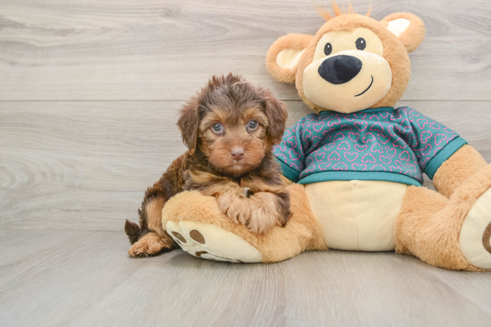 Best Yorkie Poo Baby