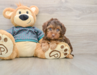 8 week old Yorkie Poo Puppy For Sale - Lone Star Pups