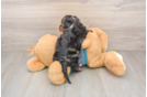 Sweet Yorkie Poo Baby