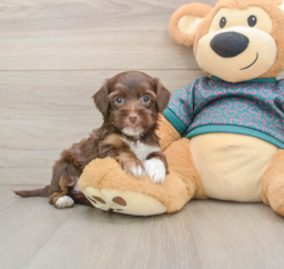 7 week old Yorkie Poo Puppy For Sale - Lone Star Pups