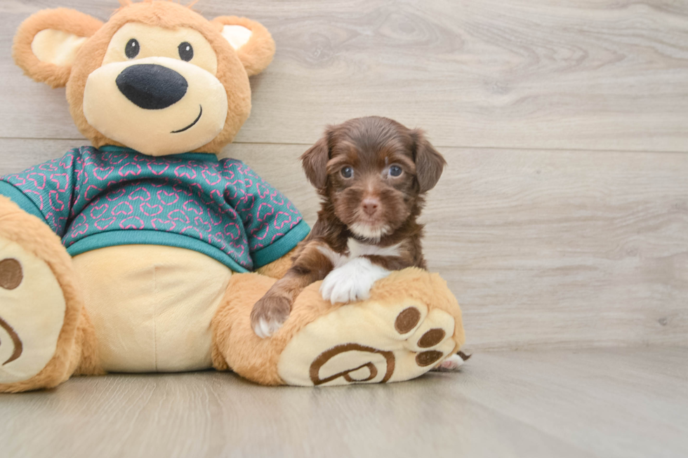 Yorkie Poo Pup Being Cute